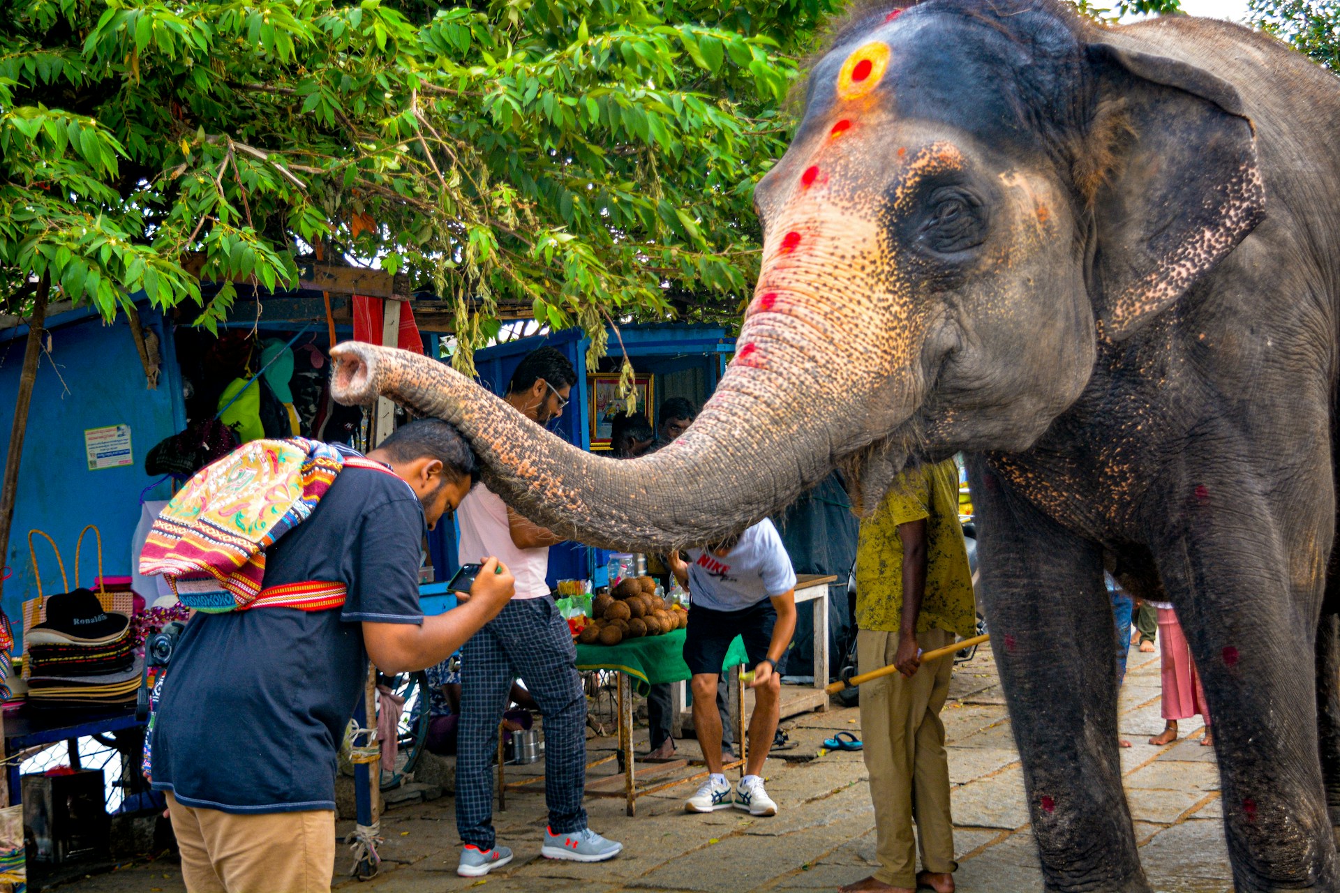 Best Places to See Elephants Ethically in Thailand